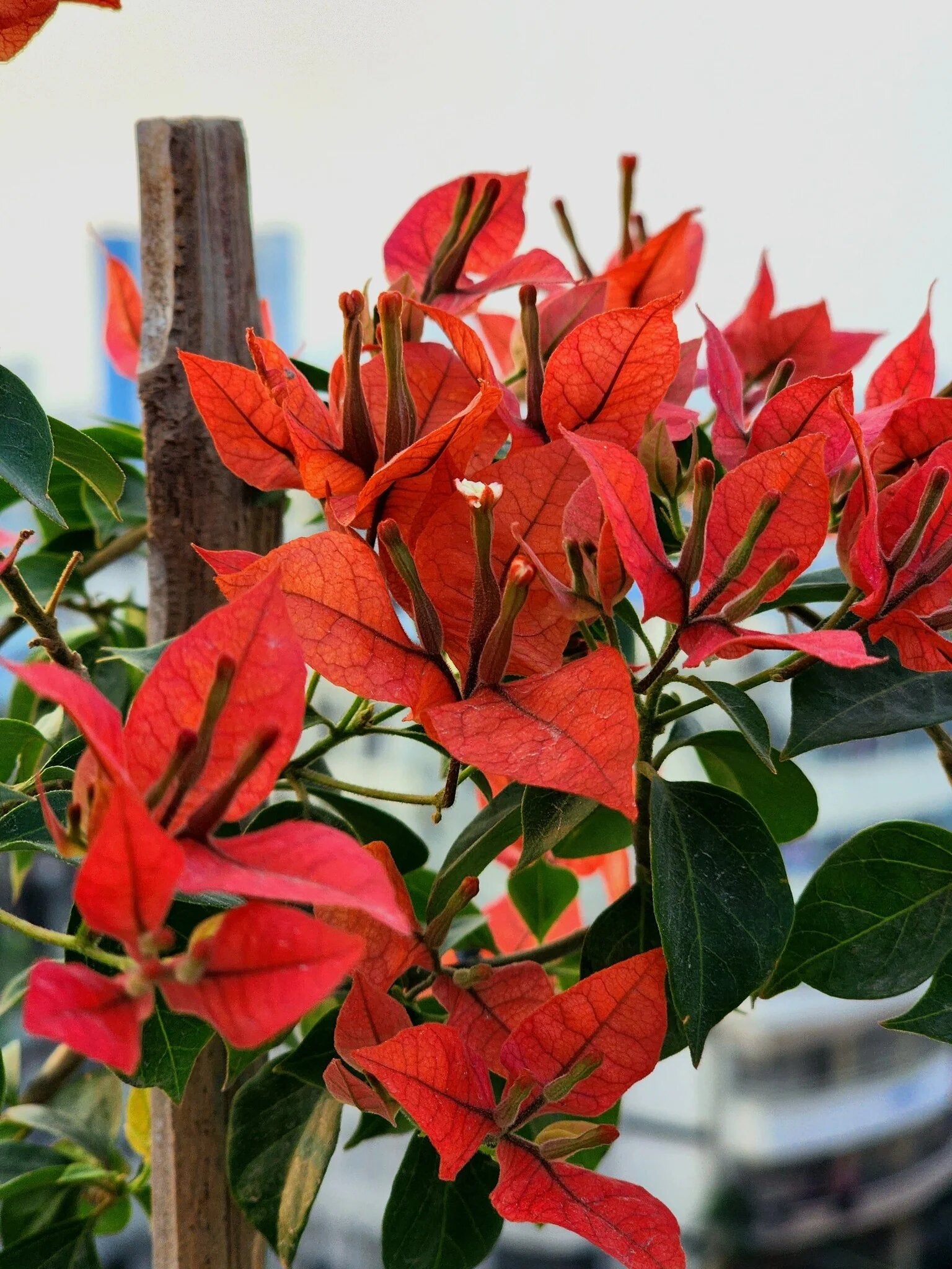 Red Bougainvillea Flower Seeds – Premium Floral Seeds for Decorative Home Landscaping