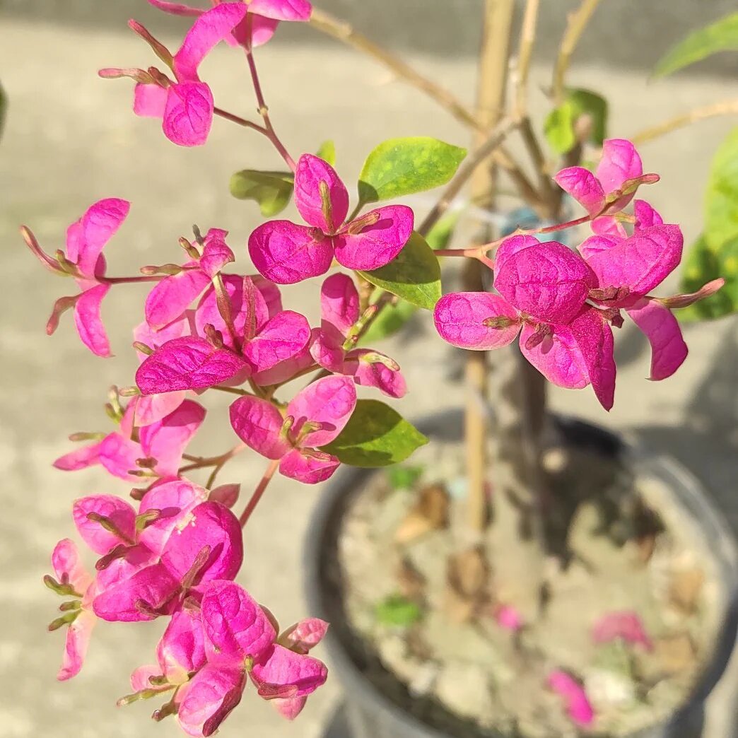 Orange Bougainvillea Flower Seeds - Heirloom, Non-GMO, High Germination Flower Seeds for Planting