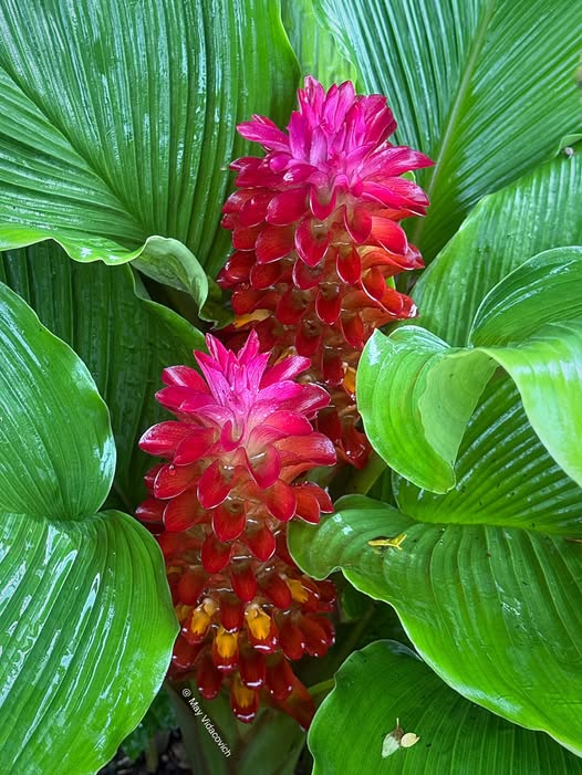 Red Curcuma Flower Seeds Pink Exotic Flowering Plants Colorful Backyard Beauty Colorful - Heirloom Non GMO Premium Garde