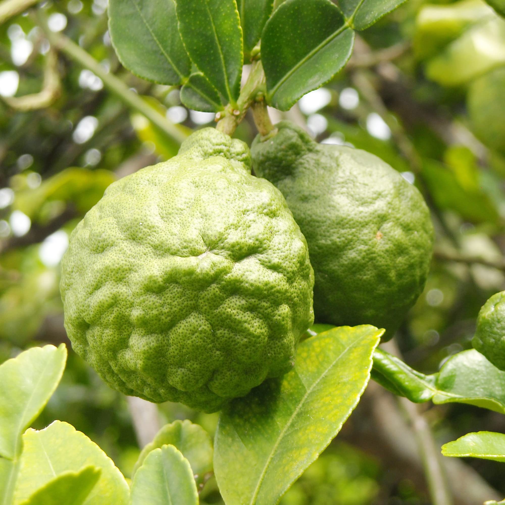 bergamot fruit grow aromatic and flavorful Fruit Seeds