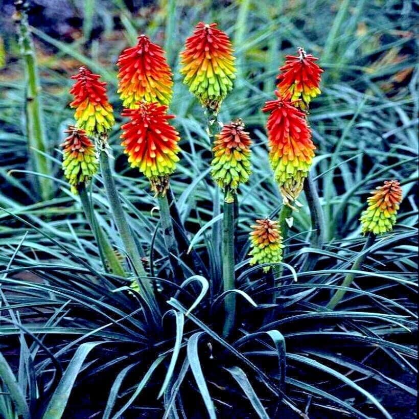 Green Kniphia Flower Seeds