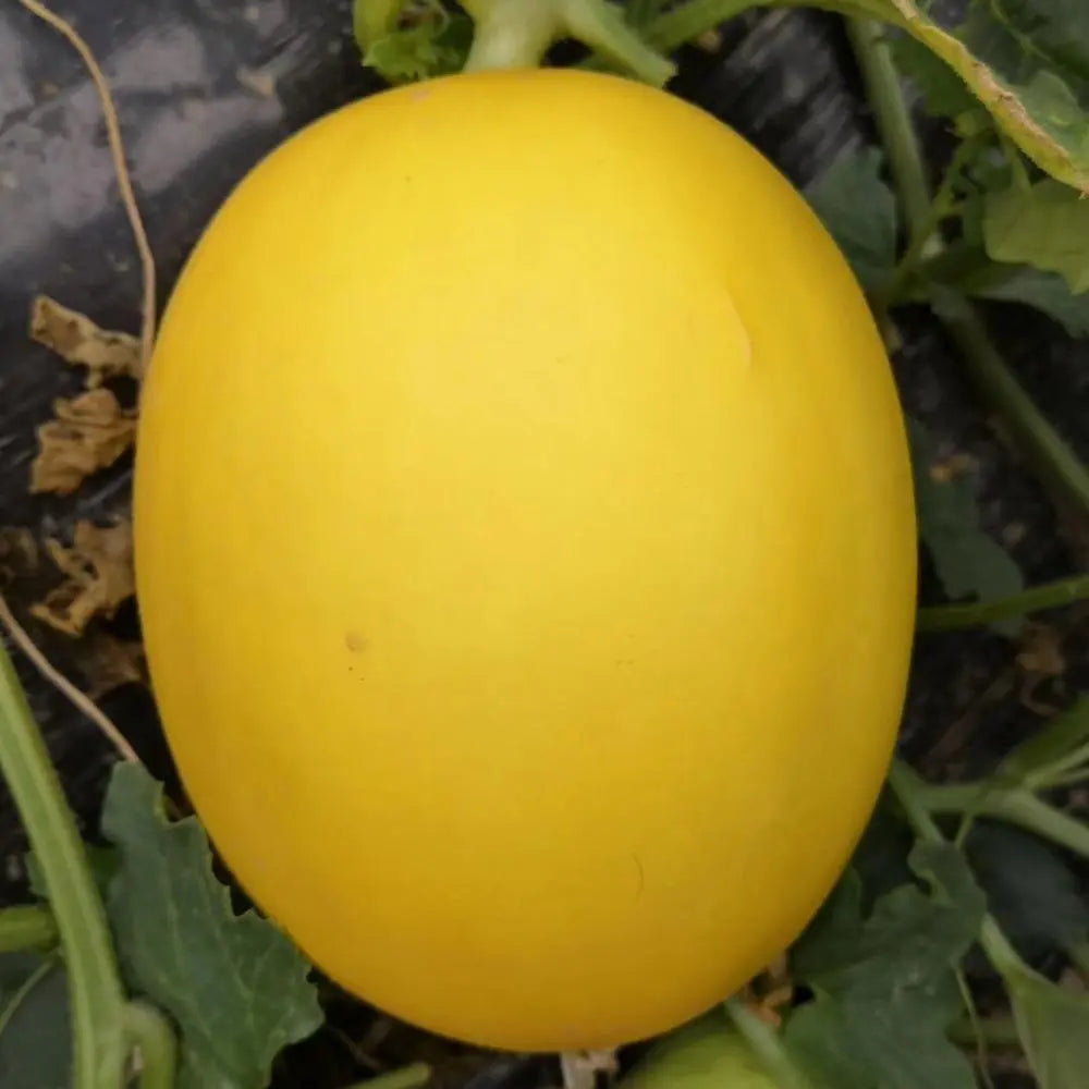 yellow melon fruit sweet and refreshing Fruit Seeds