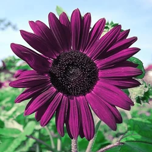Purple Sunflower Seeds