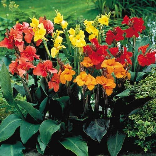 Mixed Canna Flower Seeds