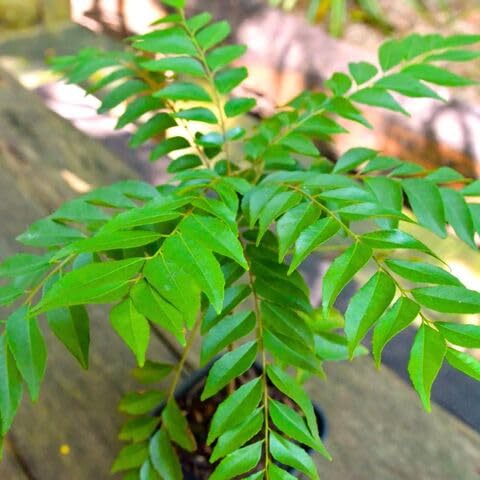 Curryleaf Vegetable Seeds Heirloom, Non-GMO for Home Garden Planting