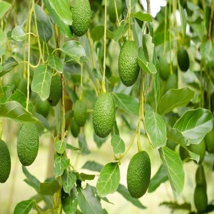avacado fruit Fruit Seeds for Home Planting Premium Germination Healthy Harvest Growing