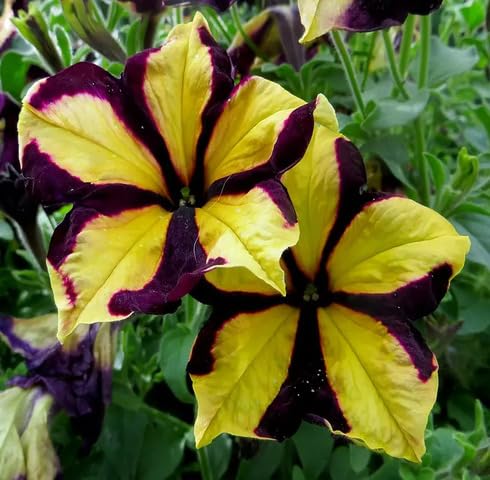 Yellow Marron Petunia Flower Seeds