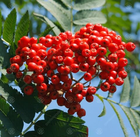 Red Sorbus Sibirica fruit seeds for organic garden planting