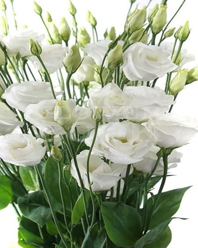 Red Purple White Lisianthus Flower Seeds