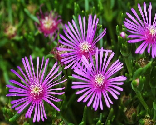 Pink Ice Plant Flower Seeds