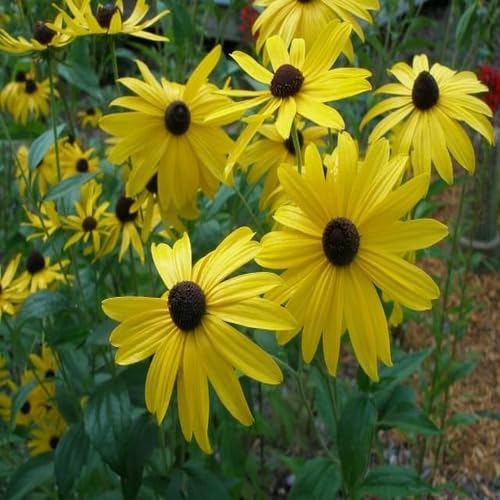 Yellow Rudbeckia Triloba Flower Seeds