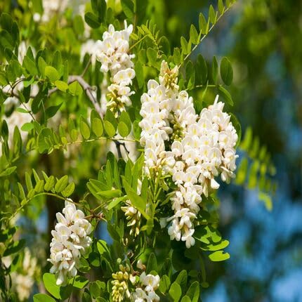 white monkshood flower seeds