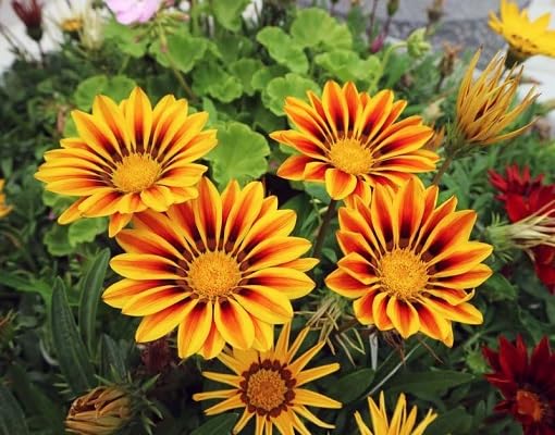 Red Yellow Gazania Flower Seeds