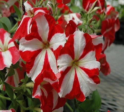 Red White Petunia Flower Seeds