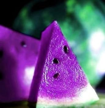 purple watermelon fruit Fruit Seeds organic garden seeds
