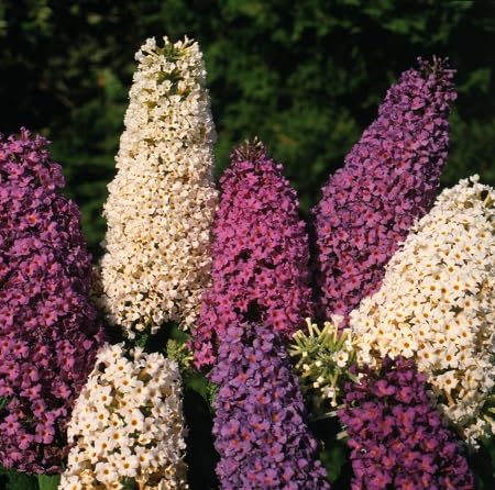 Buddleja Flower Seeds