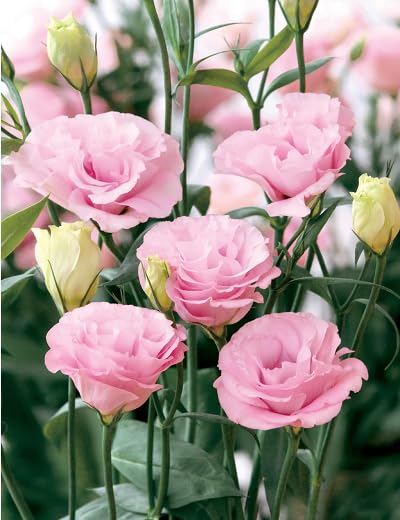 eustoma seeds perennial flower