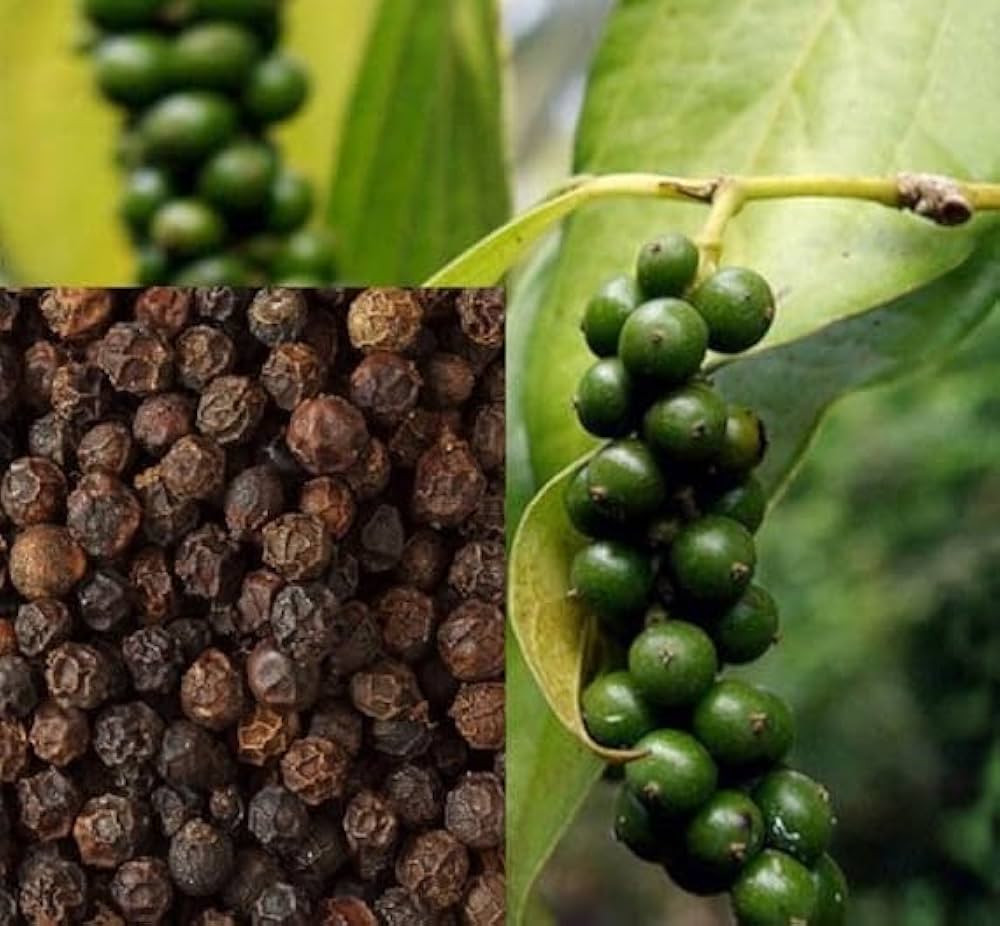 black hawk ornamental pepper exotic bonsai seeds