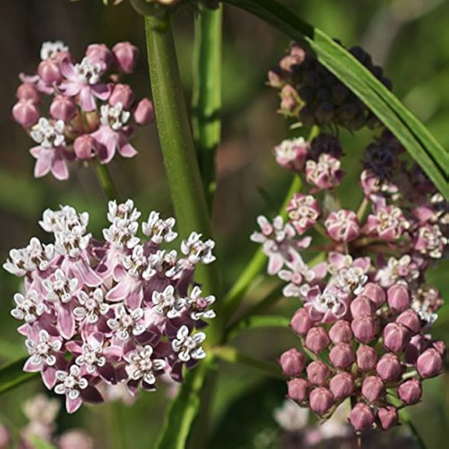 milkweed asclepias fascicularis narrowleaf flower ideal seeds
