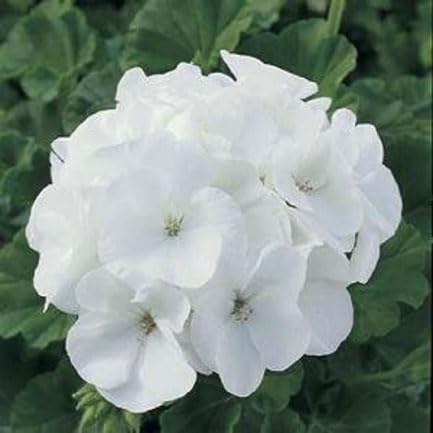 White Geranium Flower Seeds
