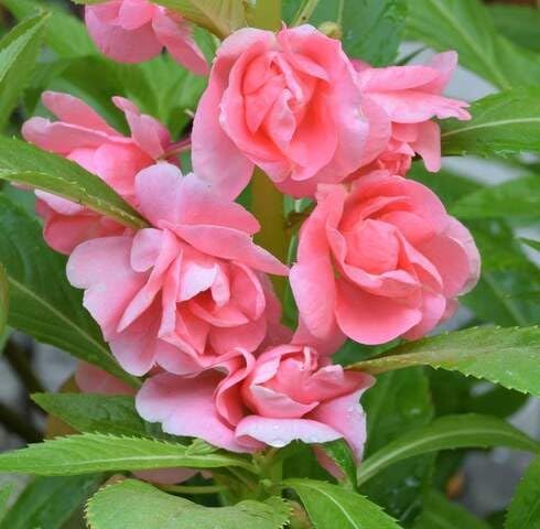 Pink Balsam Flower Seeds