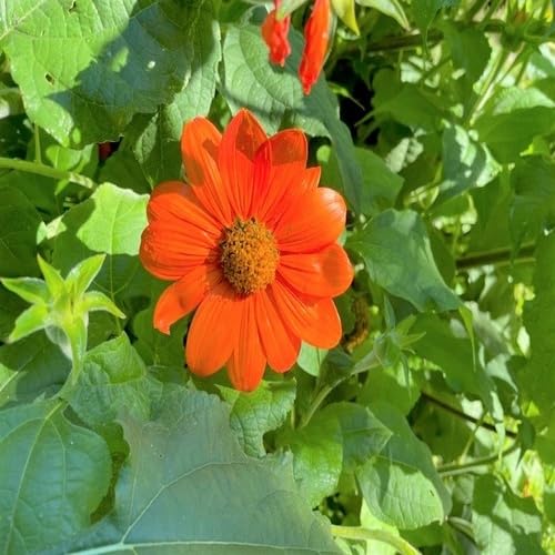Orange Tithonia Flower Seeds