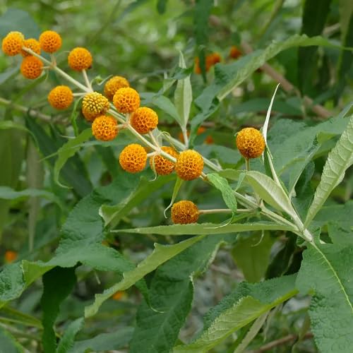 Yellow Buddleja Globosa Flower Seeds