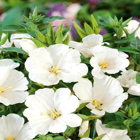 White Godetia Flower Seeds