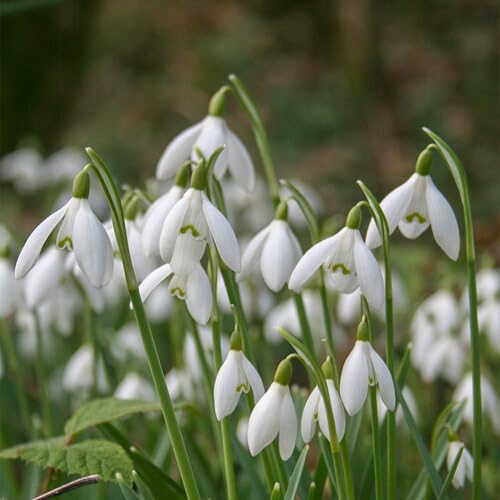 White Galanthus Flower Seeds