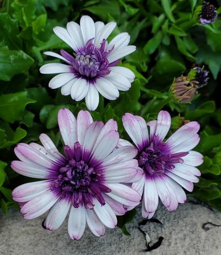 White Purple Osteospermum Flower Seeds