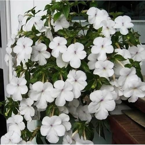 White Achimenes Flower Seeds
