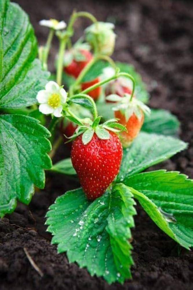 mini strawberry for small sweet strawberries Fruit
