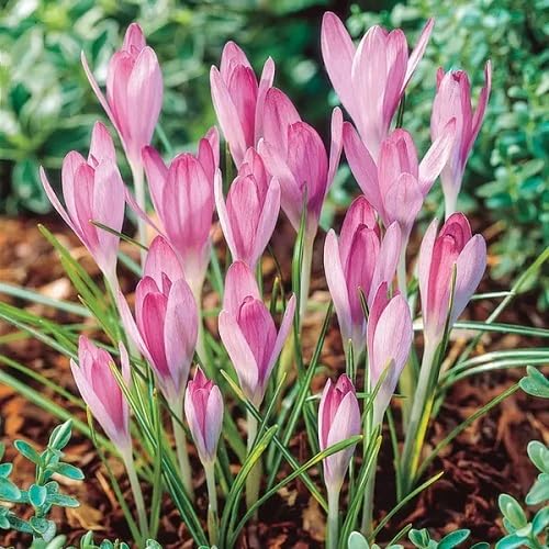Pink Colchicum Flower Seeds