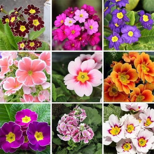 Primula Flower Seeds