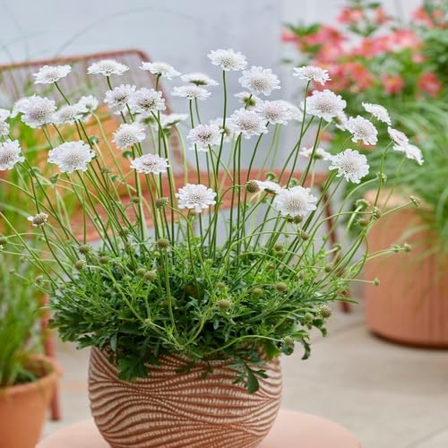 White Scabiosa Flower Seeds