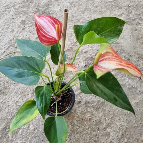 Anthurium Flower Seeds