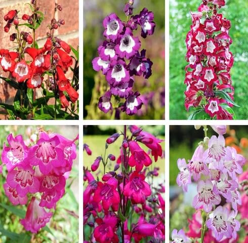 mixed penstemon flower seeds