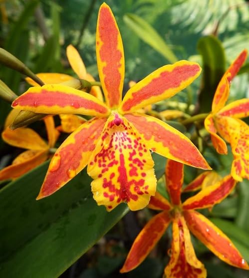 Orange Epicattleya Flower Seeds
