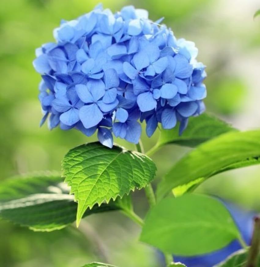 Blue Hydrangea Flower