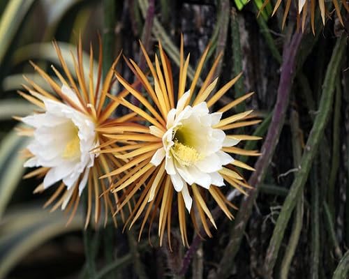White Selenicereus Flowers Seeds