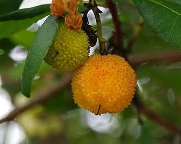 Arbutus Unedo Strawberry Yellow Color Fruit Seeds