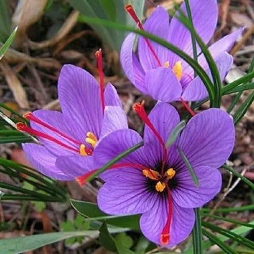 Purple Crocus Flower Seeds