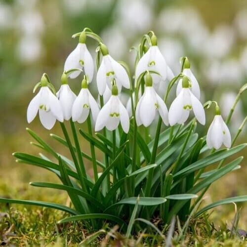 white galanthus flower seeds