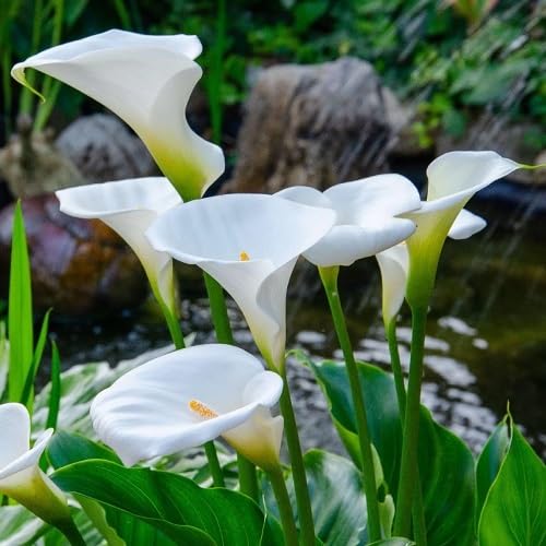 White Calla Flower Seeds