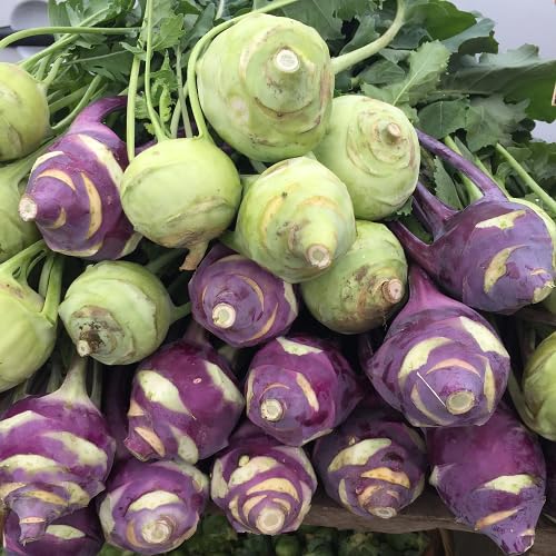 Mixed Kohlrabi vegetable seeds - Heirloom, Organic, Non Gmo Garden Seeds for kitchen garden planting