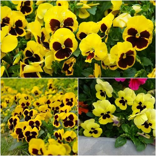 Yellow Giant Pansy Flower Seeds
