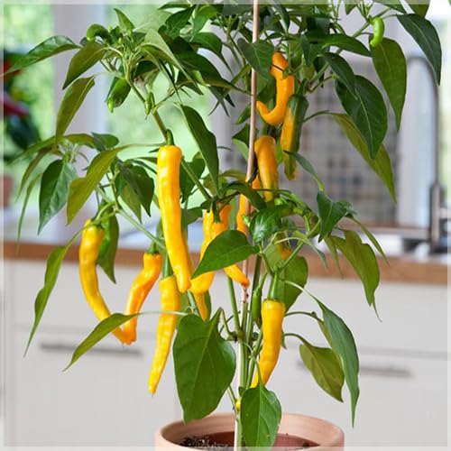 Yellow Chili vegetable seeds - Heirloom, Organic, Non Gmo Garden Seeds for kitchen garden planting