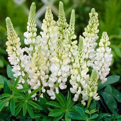 White Lupine Flower Seeds