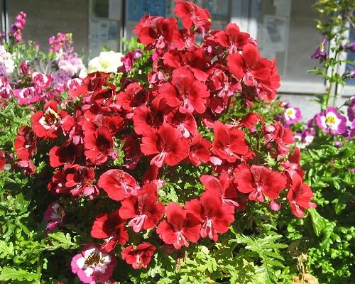 red schizanthus flower seeds.