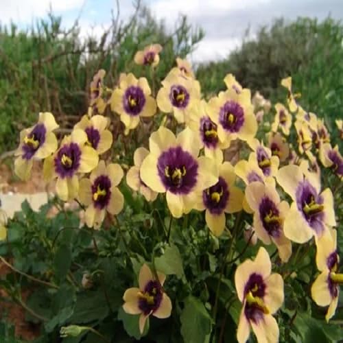 Yellow diascia Flower Seeds